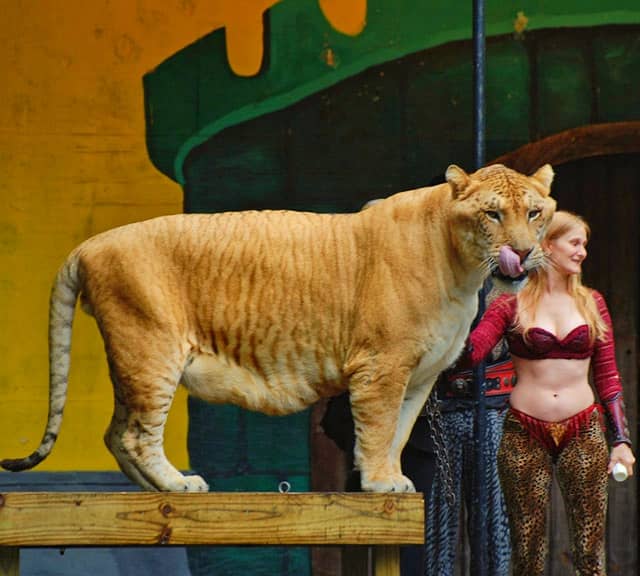 Hercules the liger has no deformity at all. Hercules is the fittest liger.