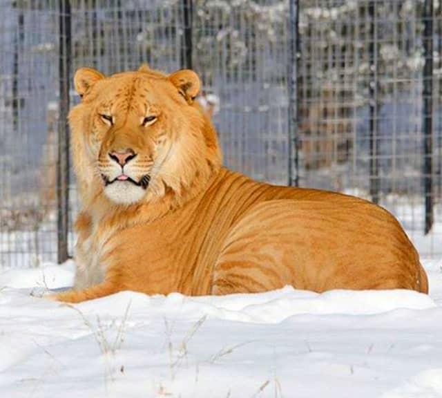 Deformity within ligers is a lie that is promoted by Animal Rights Activists.