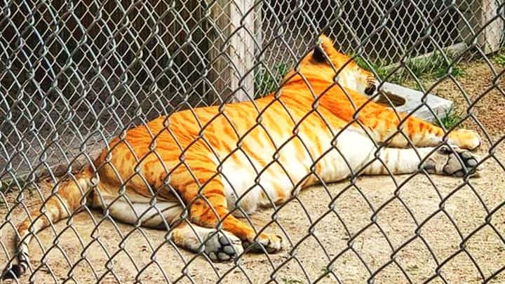 A decade ago there were hardly three liger zoos in Florida.
