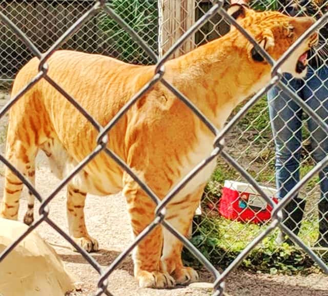 Florida has maximum numbers of zoos with ligers.