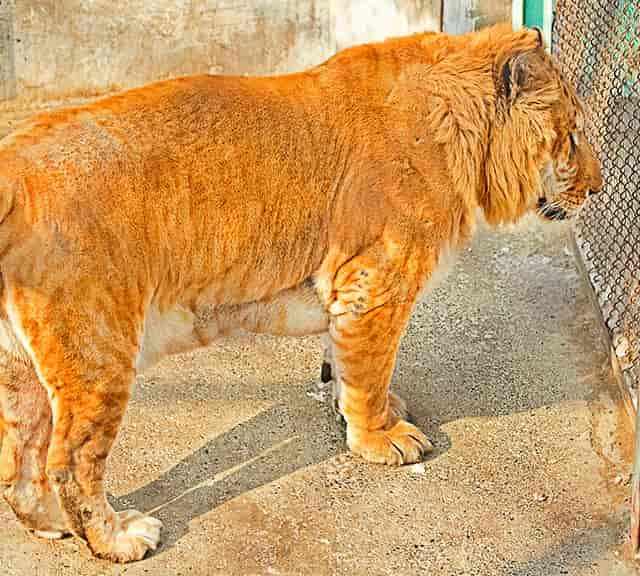 Ligers have growth inhibiting genes which allow them to grow bigger.