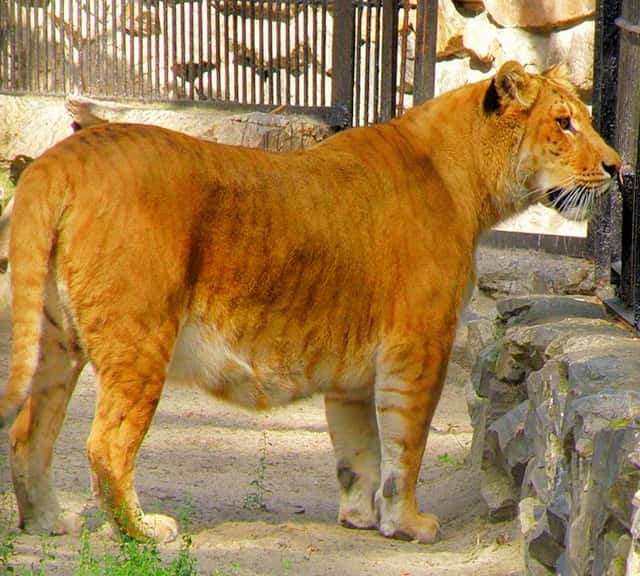 Liger growth through growth inhibiting genes is a complete myth.
