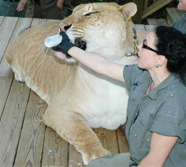 Rajani Ferrante feeding milk to Hercules the liger.