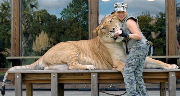 Liger Hercules loves Rajani Ferrante. She loves to feed Hercules the liger. 