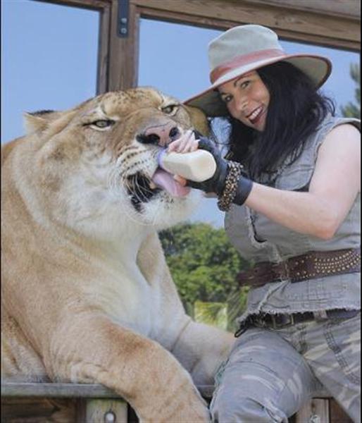 Rajani Ferrante has a strong bond with ligers such as Sinbad, Hercules, Zeus and Vulcan the Liger.