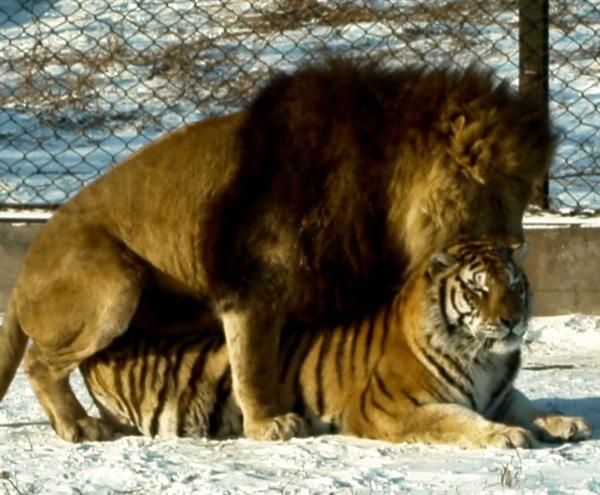 Liger resulting from an Asiatic Male Lion and Female Tiger.