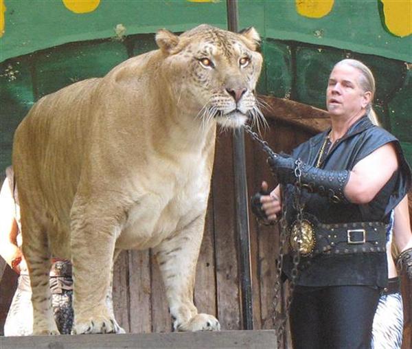 Liger Lifestyle. Liger Lifestyle has both lions and tigers attributes.