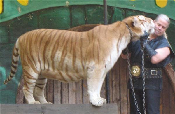 Tigers live in Dense Jungles. Tigers prefer Green Environment.
