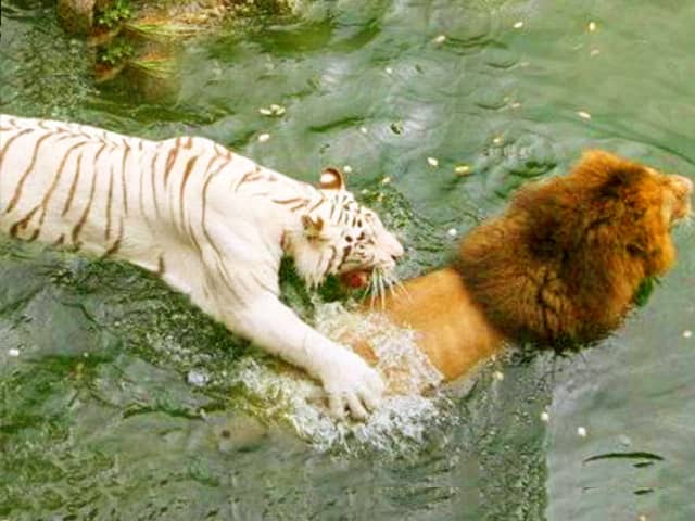 Lion vs tiger agility comparison. A tiger is more agile than a lion.
