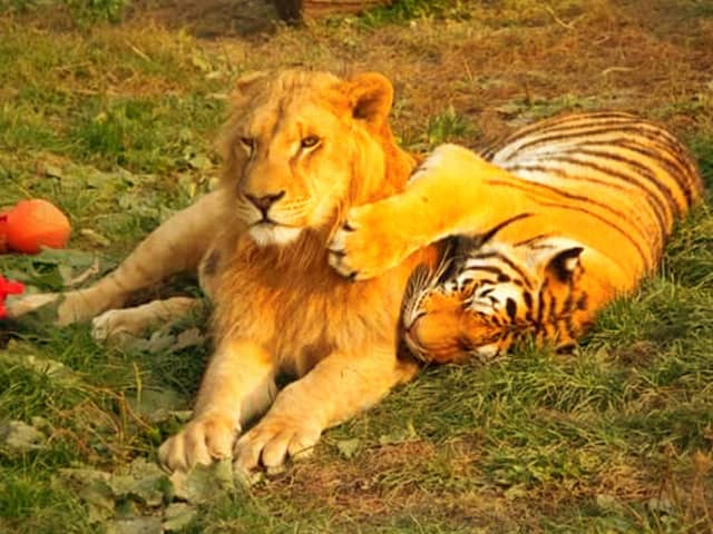Lion vs tiger Claw Strike Comparison. A tiger has strong claw strike than a lion.