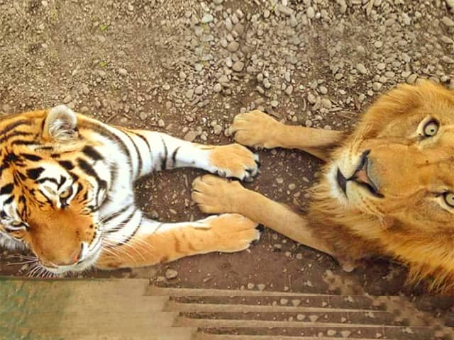 Lion vs tiger paws and claws size comparison. Tiger has bigger and stronger paws and claws.