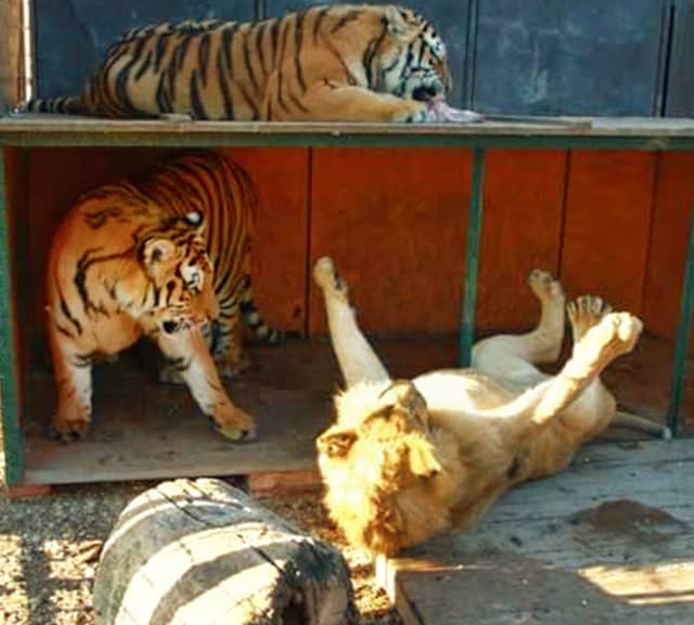 Lion vs tiger fights during English Kings's era. Tiger used to win these fights.