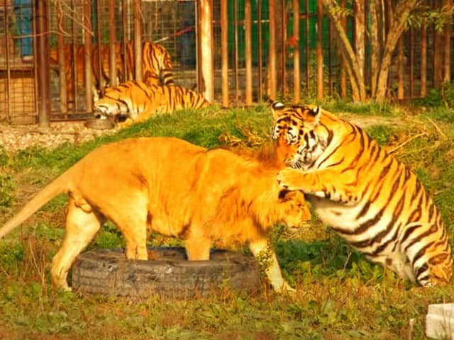 Lion vs tiger fight during Roman Empire. Tiger used to win these fights.