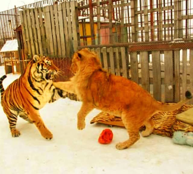Lion vs tiger fight. A tiger will always win fight.