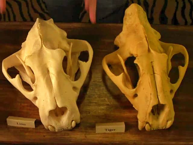 http://www.ligerworld.com/lion-vs-tiger/lion-vs-tiger-skull-size.jpg