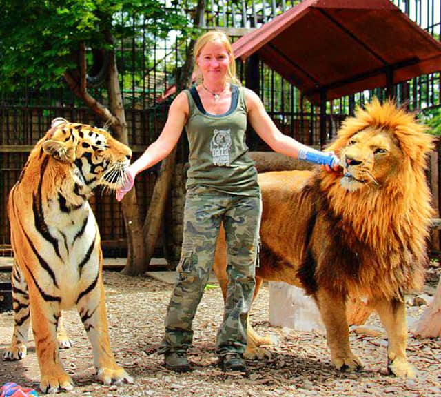 siberian tiger size comparison to human