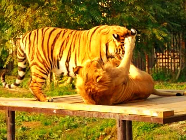 Tiger vs lion fight in Mughal Era. Tiger used to win these fights.
