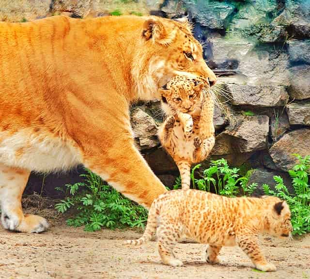 Female Ligers successfully gave births to Li-Ligers and Ti-Ligers.