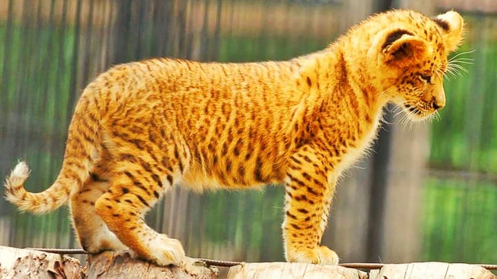 First Li-Liger's birth took place in Novosibirsk Zoo, in Russia.