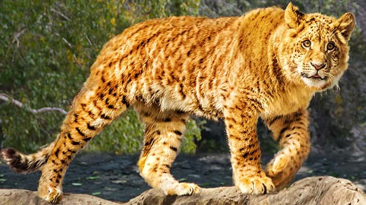 Li-Ligers are Second Generation Hybrids and they are the offspring of the Ligers.