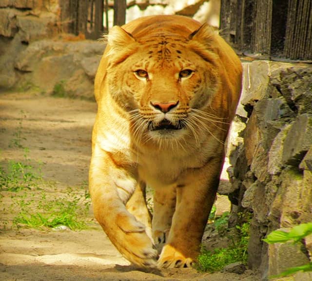 Liger Parents have equal numbers of Chromosomes, therefore they are fertile.