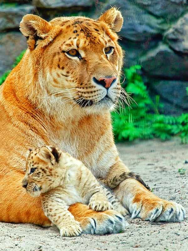 Ligers are not Sterile. Female Ligers are Fertile.