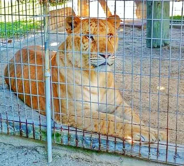 Tickets price for watching the liger at the Octagon Wildlife Sanctuary.