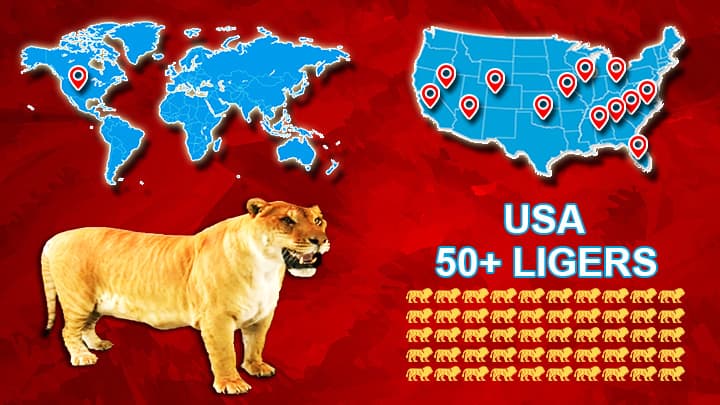 Liger population in USA. Currently; 50 Ligers in USA.