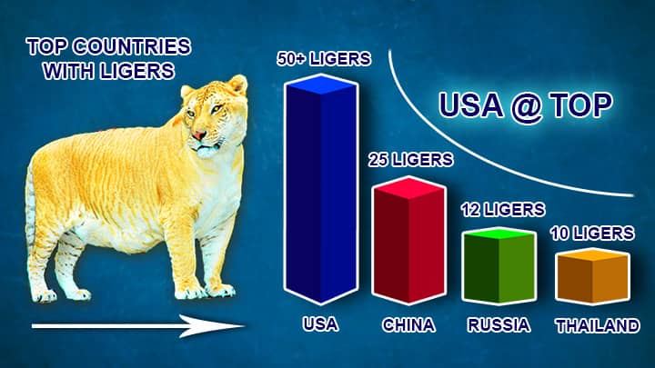 Liger population in USA, China, Russia and Thailand.