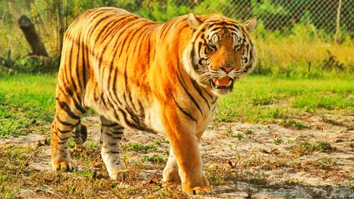 Samson is the biggest tiger in the world.