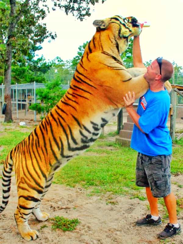 Samson the tiger weighing 700 pounds and 10 feet long is the biggest tiger.