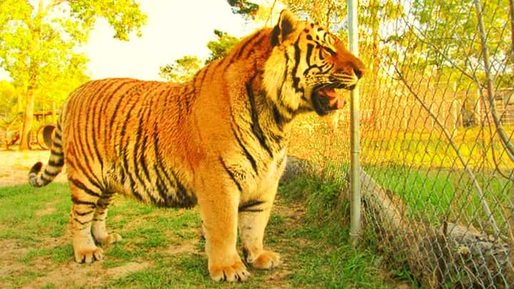Tigers as big as Samson the tiger in the wild are impossible to locate.