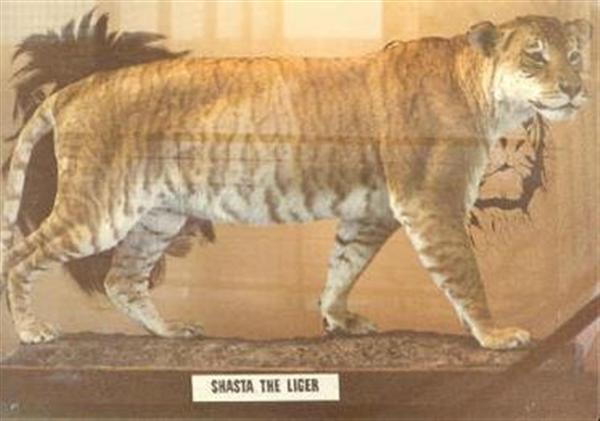 Liger Shasta lived for 24 years. Ligers age is usually around 15 years. 