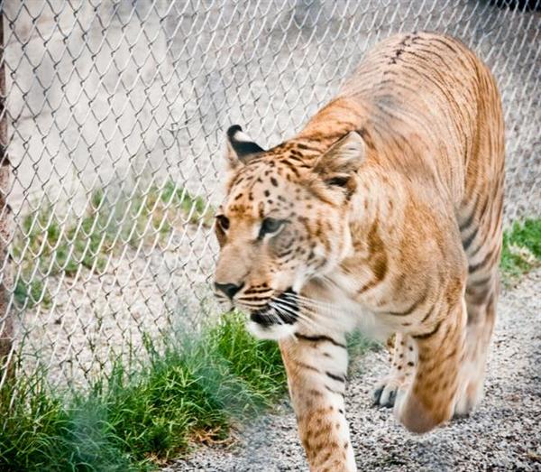 Shasta the liger at Utah Museum. 