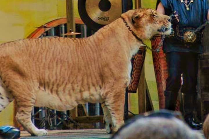 Ligers have thin stripes on their fur.