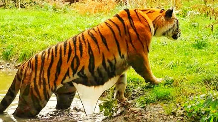 Tiger stripes create camouflage impact which help them in hunting.