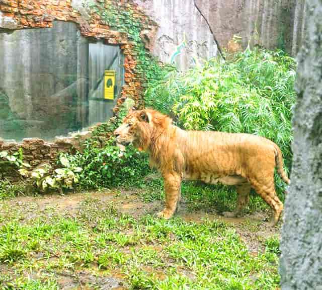 Liger enclosure at Taman Safari Zoo in Indonesia. 