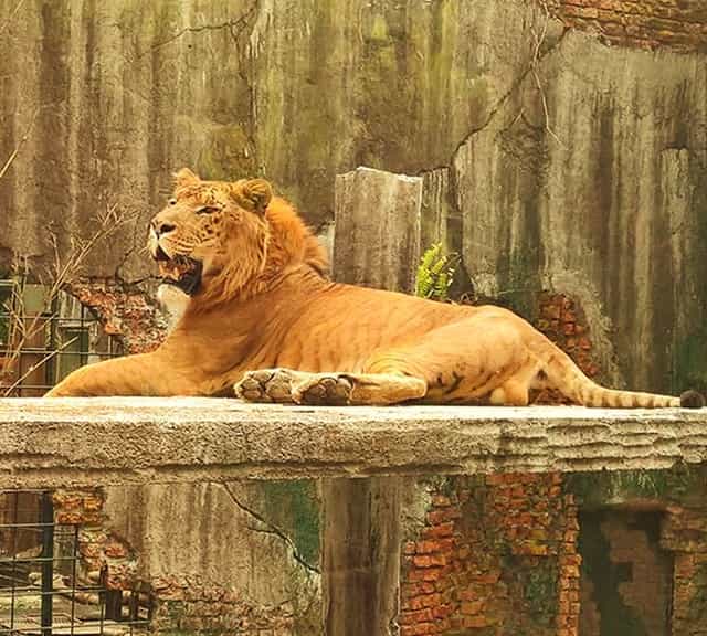 Taman Safar Zoo offers best facilities for ligers and other big cats.