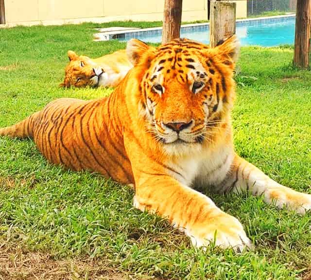 Ti-ligers also closely resemble with the Tiger Lookalike ligers.