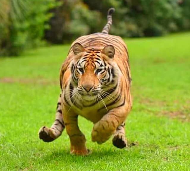 Tiger speed is 80 kilometers per hour.