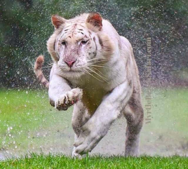 A tiger has a faster speed than an ostrich.