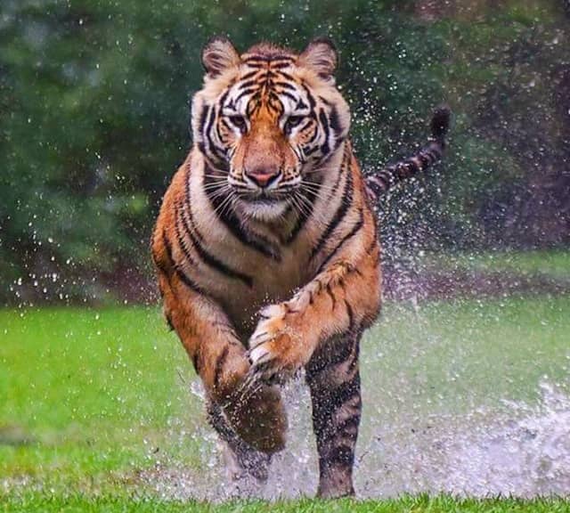Tiger speed is fastest among all the big cats with non-retractable claws.