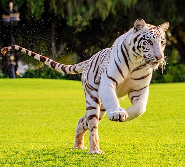 A Tiger speed helps him in hunting as well. 