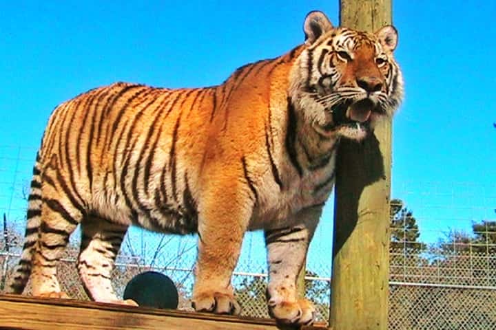 Tigers with Black Type of Stripes.