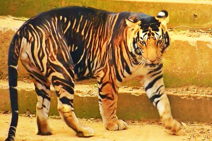 Tigers with condensed type of stripes on their fur.