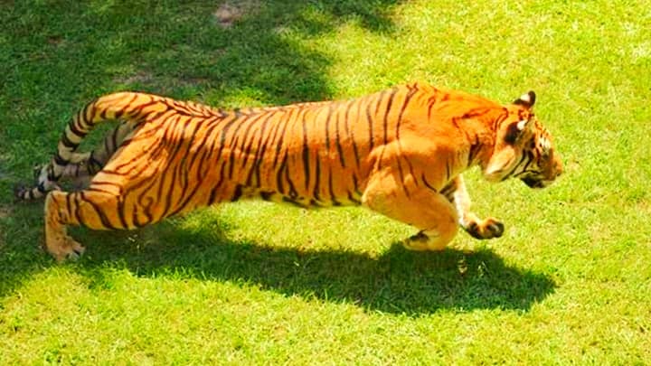 Tiger Stripes - 10 Facts