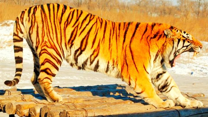 Tiger stripes help them in hiding in the forest against poachers and hunters.