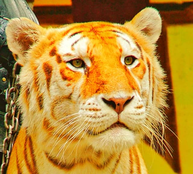 Golden Tabby Tigers have the reddish brown colored facial markings on their face.