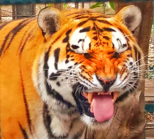 Tigers' facial markings keep the biting flies away.