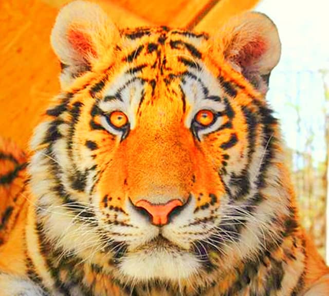 Tigers have linear facial markings.